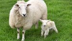 Több mint 145 millió forintos árat fizettek a világ legdrágább bárányáért