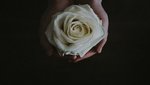 “Tanár vagyok” – Fehér rózsával gyászolnak a terrortámadásban elhunyt tanár kollégái