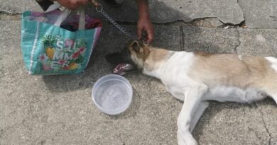 Fél kilométeren át vonszolta a láncra kötött fuldokló kutyáját egy férfi Apcon