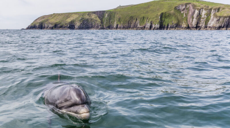 Eltűnt Fungie, a világ legidősebb egyedül élő delfinje