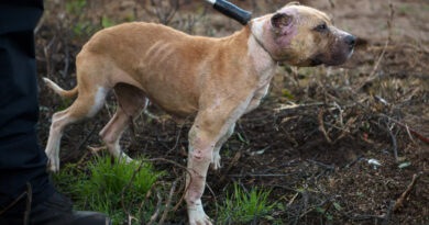 50 kutya megúszta a viadalt, egy elpusztult – 18+-os videó