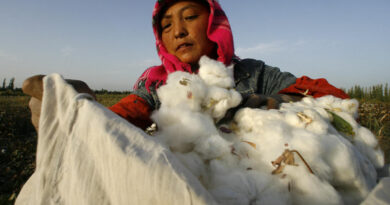 Ha Kínában gyártott pamutpólót hordasz, az nagy eséllyel ujgur kényszermunkával készült