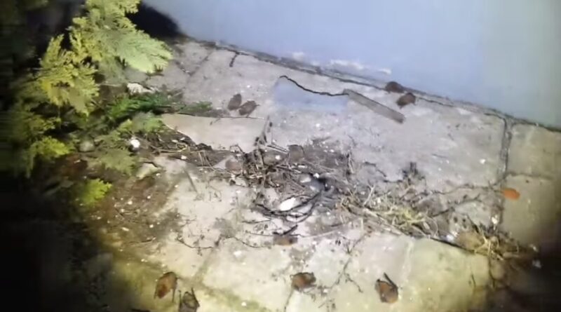Közel száz elpusztult, sérült, átfagyott denevért találtak a földön Miskolcon – videó