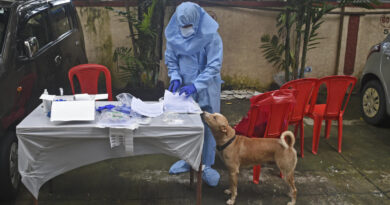 A szöuli hatóságok a háziállatokat is tesztelik koronavírusra