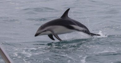 Több tucat delfin tetemét sodorta a partra a tenger Ghánában