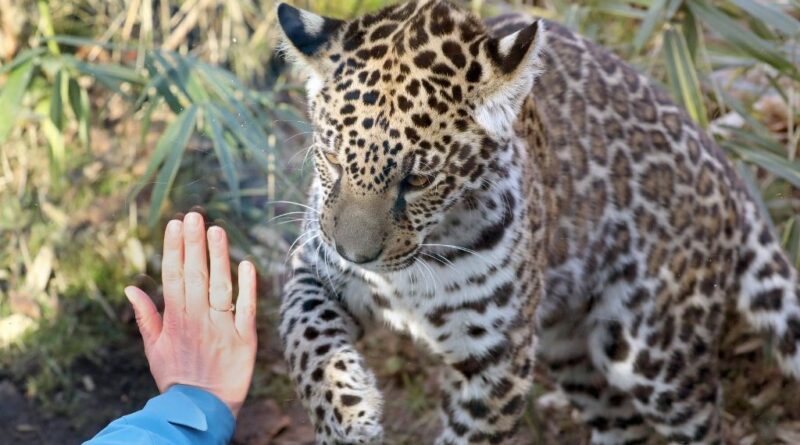Állatkertek és vadasparkok kinyitását kérik Orbántól