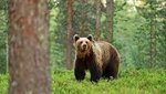 Medve ölt meg egy embert Szlovákiában