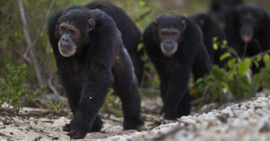 Csimpánzbanda ölt meg két gorillakölyköt