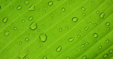 Mesterséges „levelekkel” állítják elő a zöld hidrogént