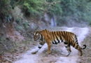 Kilenc embert ölt meg egy tigris Indiában