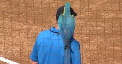 Videó: megszállták a pályát a papagájok, félbeszakadt a meccs